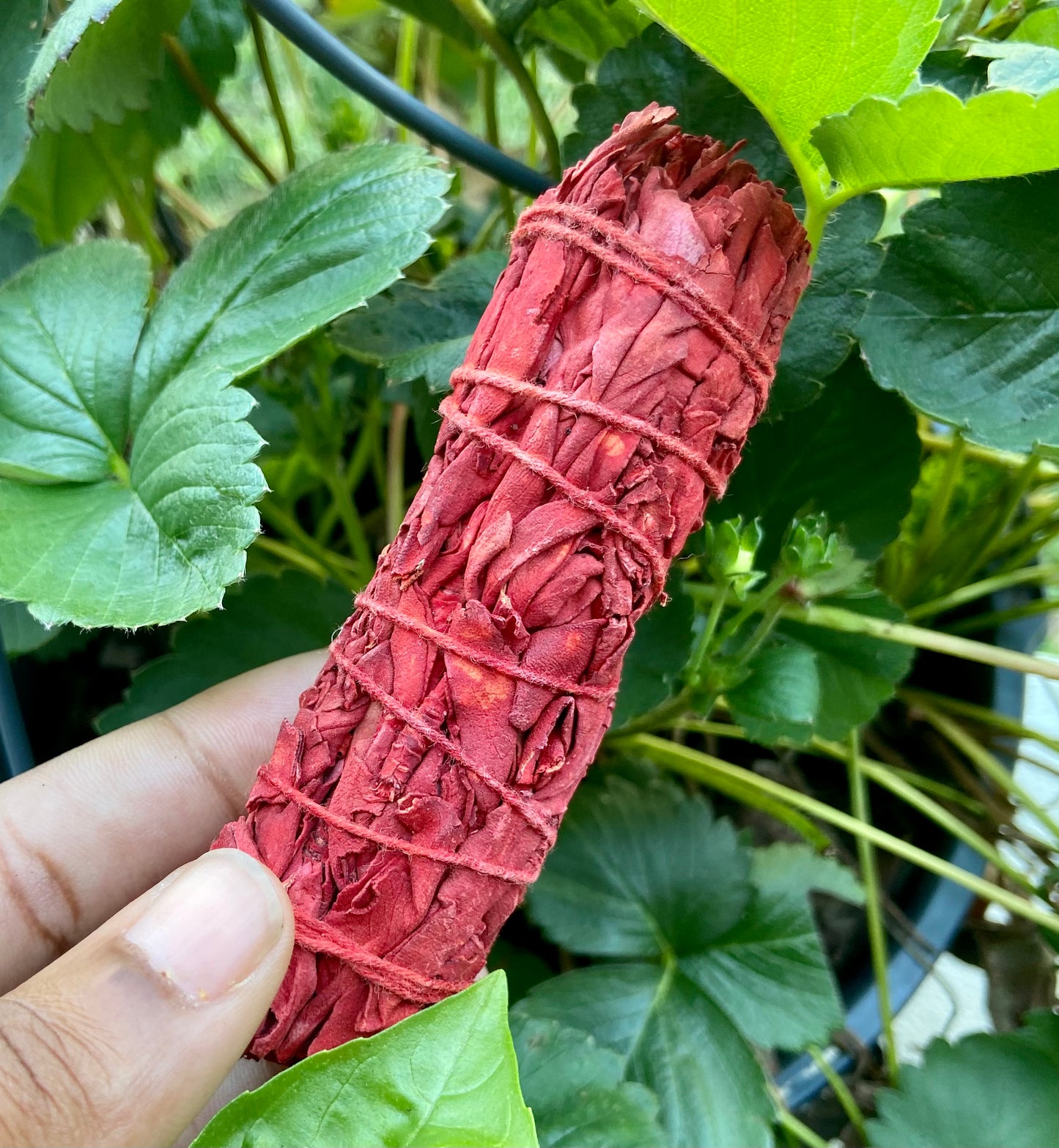 Dragons Blood Sage