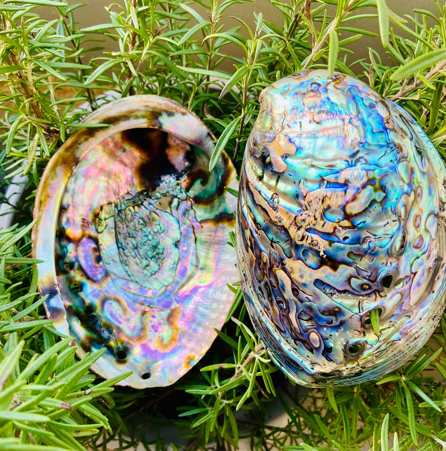 Abalone Shell